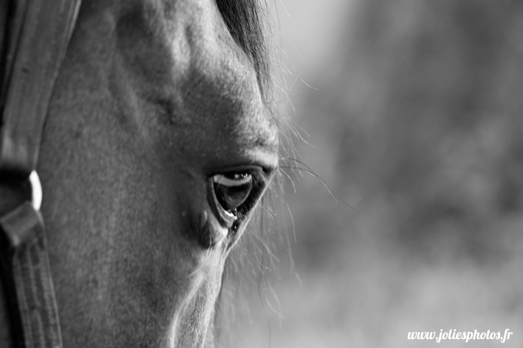 photographe_chevaux_animaux_nancy_luneville-27